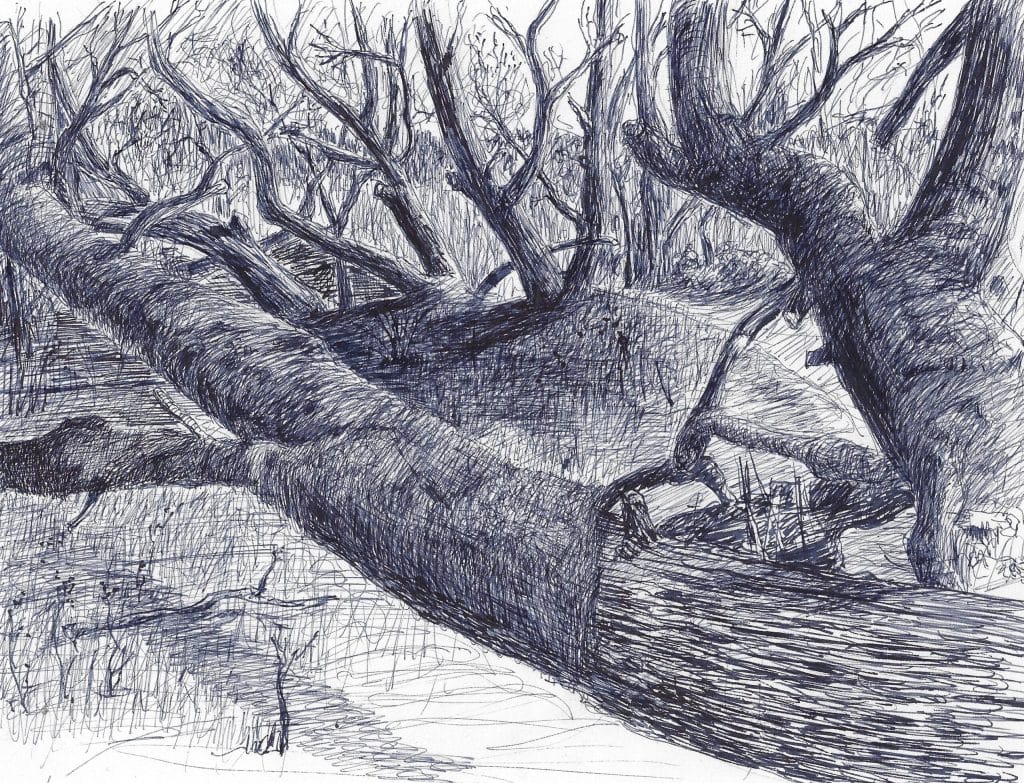 Into the Woods 2 (Clatsop)