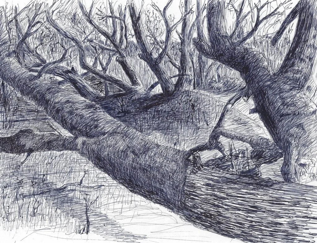 Into the Woods 2 (Clatsop)