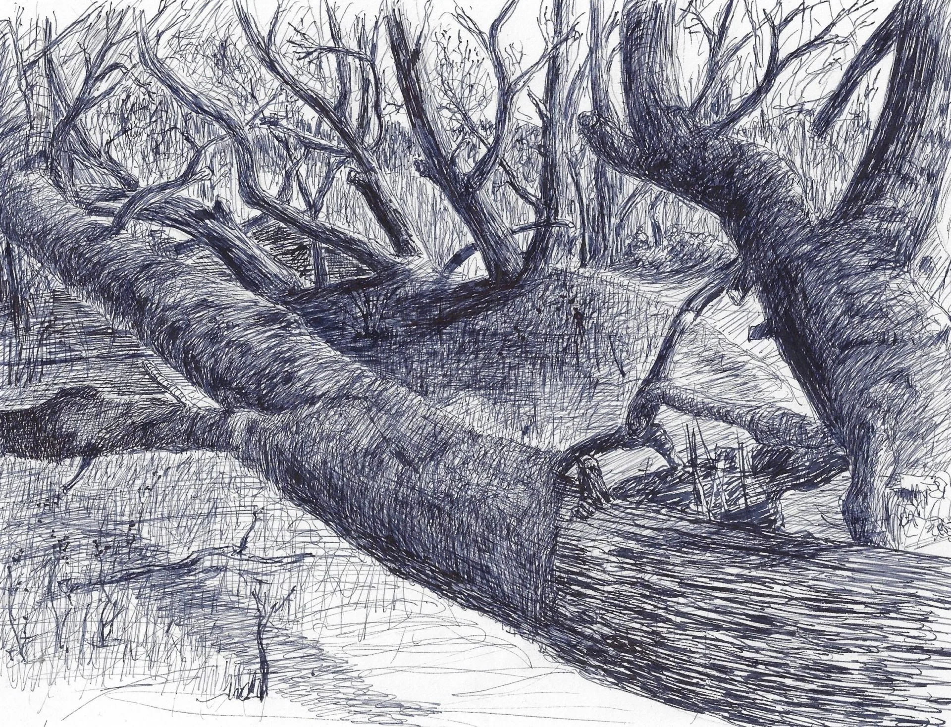 Into the Woods 2 (Clatsop)