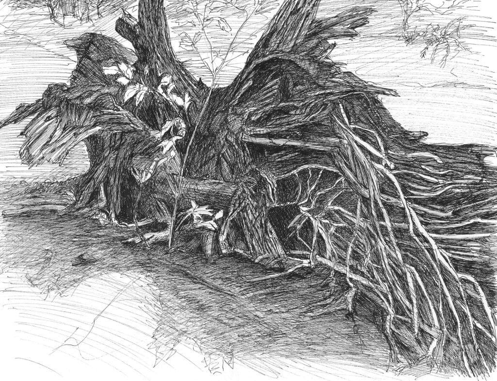 Uprooted 2