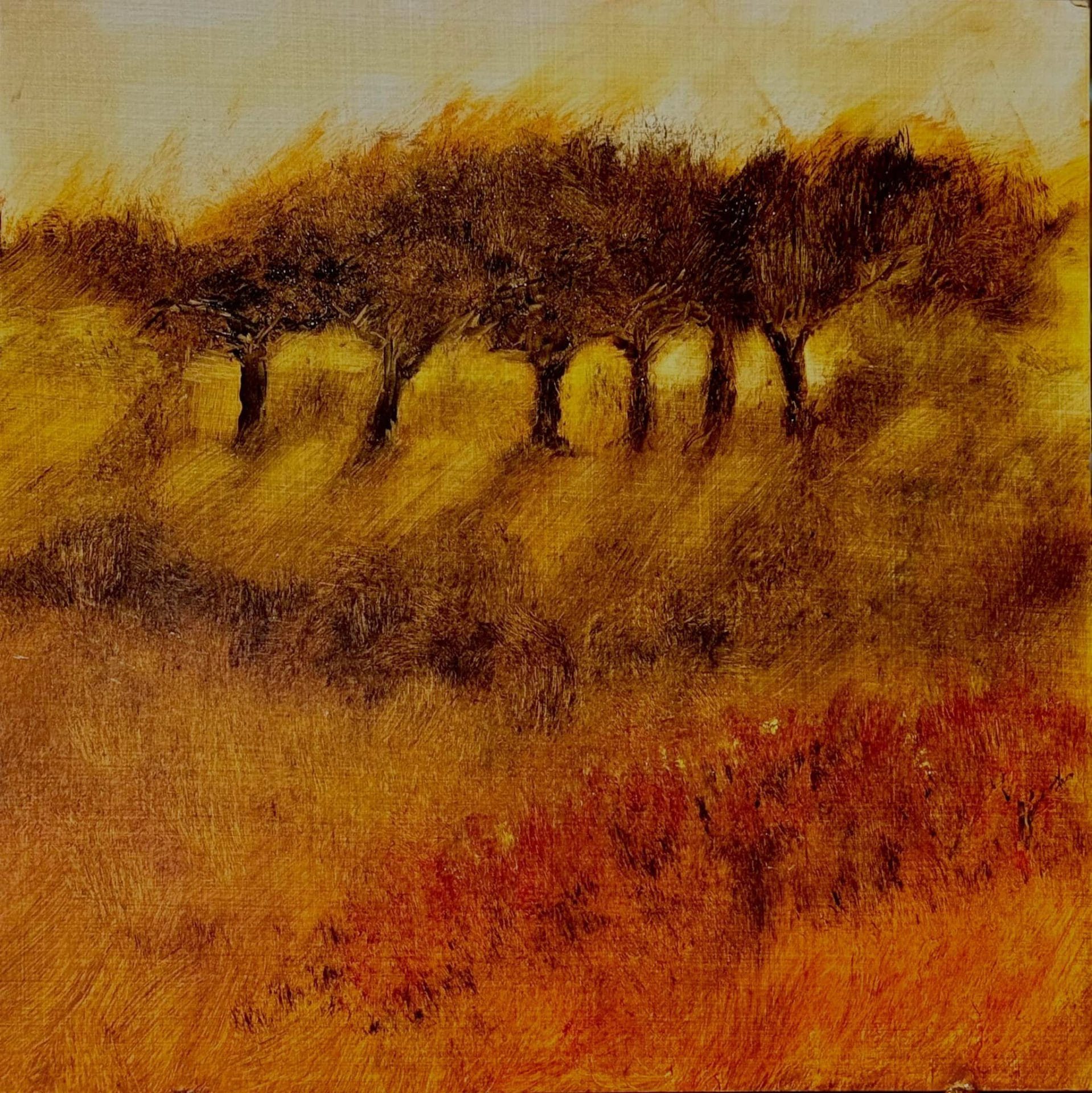 The Old Orchard at Sunset